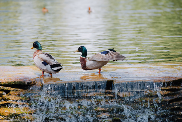 szelektív összpontosít, két kacsa a sekély vízben állva - Fotó, kép