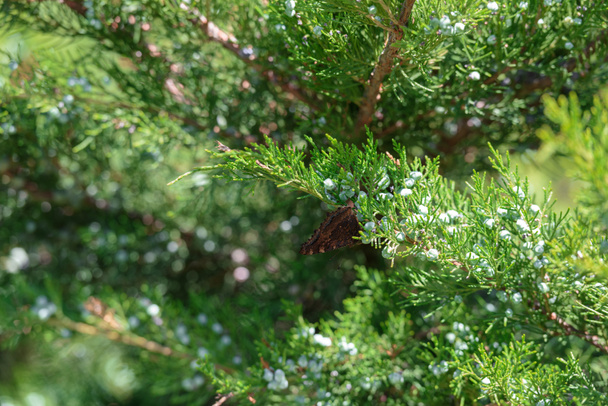 selective focus of cypress green branches with cones - Fotoğraf, Görsel