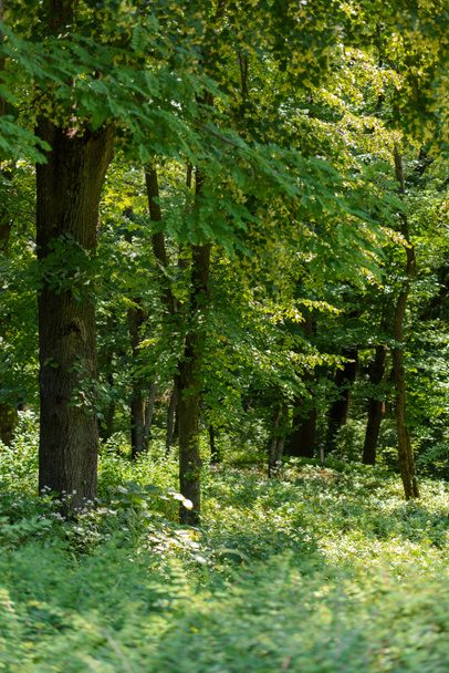 foyer sélectif des arbres verts et de l'herbe avec lumière du soleil dans la forêt
  - Photo, image