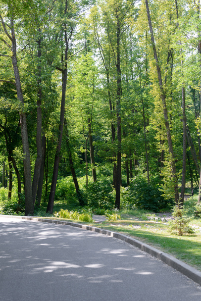 живописный вид на асфальтовую дорожку и деревья в парке
  - Фото, изображение