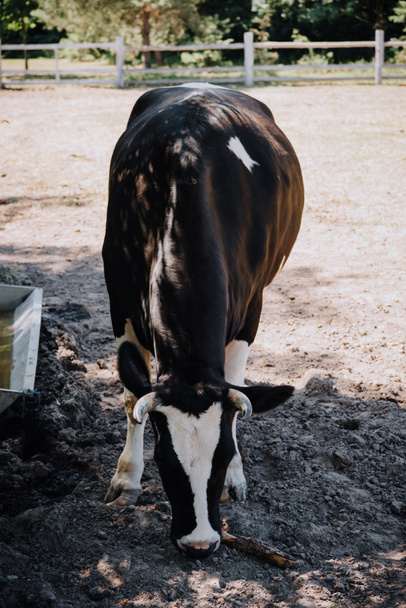 κλείνω πάνω θέα της ασπρόμαυρη αγελάδα στέκεται στο αγρόκτημα  - Φωτογραφία, εικόνα