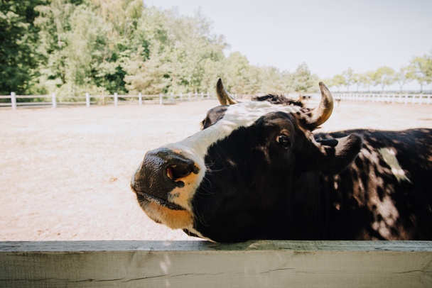 εσωτερικη πορτρέτο του αγελάδα στέκεται κοντά σε ξύλινο φράχτη στο αγρόκτημα  - Φωτογραφία, εικόνα