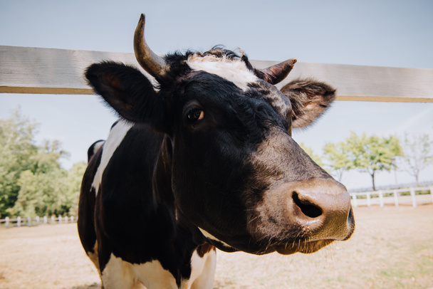 primer plano retrato de vaca blanca y negra de pie en la granja
  - Foto, imagen