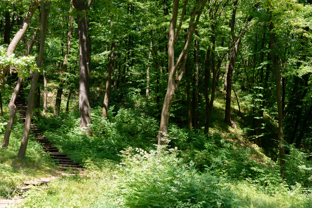 luonnonkaunis näkymä portaita ja puita auringonvalolla puistossa
  - Valokuva, kuva