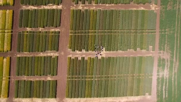 Çavdar ve buğday çeşitlerinin çalışmalar. Uçan araziler ürün araştırma için alan. Bilim adamları çavdar ve buğday hastalıkların etkisi test ediyoruz - Video, Çekim