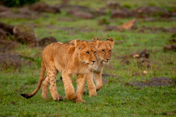 Leoni in habitat naturale Fauna selvatica Kenya Africa
 - Foto, immagini