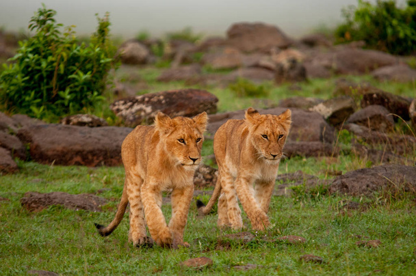 Baby Lions in Natural Habitat Wildlife Kenya Africa - Photo, Image