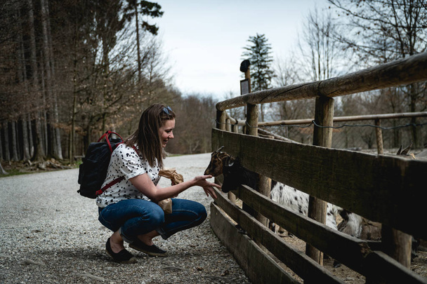 Relationship between a goat and backpacker girl in wildpark somewhere in germany. Girl is feeding the closest goat to her from her hand - Фото, изображение