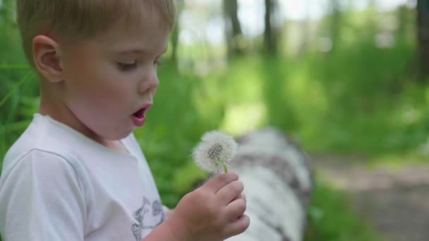 Handsome boy blowing dandelion seeds - Footage, Video