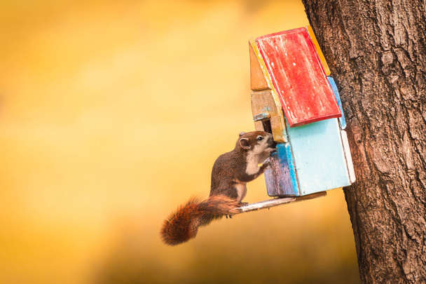 Wiewiórka w Tajlandii, zabawy i poszukuje pożywienia na drzewie życia w charakterze z selektywnej regulacji ostrości i kolor w procesie post - Zdjęcie, obraz