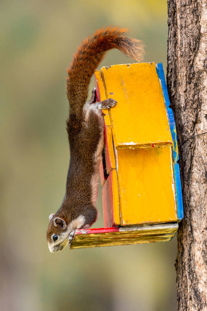 Rode eekhoorn in Thailand stoeien en op zoek naar voedsel op de boom die leven in een natuurgebied met selectieve focus en kleur aanpassing in post-proces - Foto, afbeelding