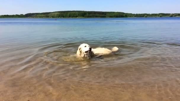 vida feliz de animais de estimação. O golden retriever está se divertindo no lago - sacudindo a água da lã - câmera lenta
 - Filmagem, Vídeo