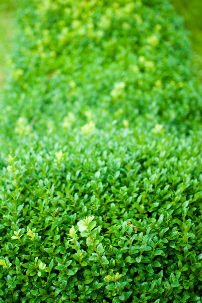 grüne Buschblätter im botanischen Garten. lviv, ukraine - Foto, Bild
