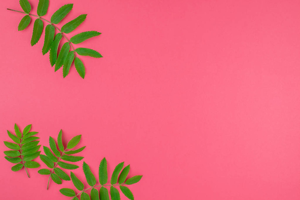 Creative flat lay top view pattern with fresh green rowan tree leaves on bright pink background with copy space in minimal duotone pop art style, frame template for text - Photo, Image
