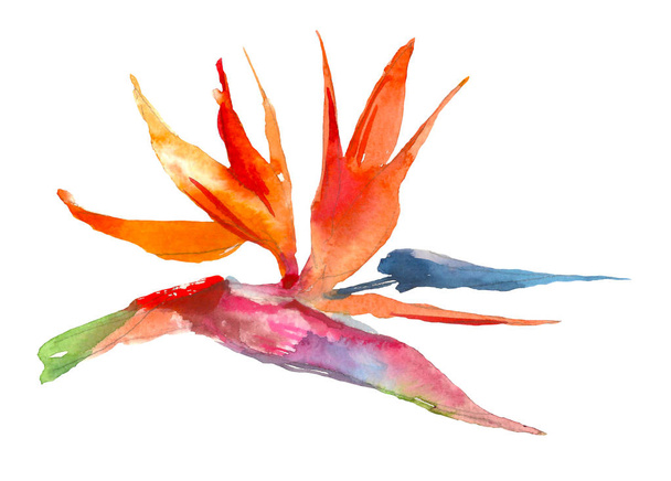 Strelitzia tropical plant. Watercolor hand drawn flowers and leaves. Design for invitation, wedding or greeting cards. Flower concept. Tropical concept - Photo, Image