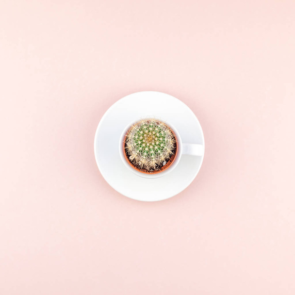 Square flat lay overhead top view small pot with decorative cactus plant in cup with copy space millennial pink paper background in minimalism style. Trendy template for feminine blog social media - Fotoğraf, Görsel