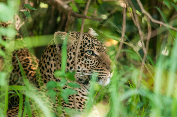 Αφρικανική λεοπάρδαλη άγριας φύσης Κένυα - Φωτογραφία, εικόνα