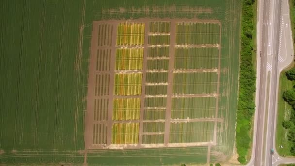 Studien zu Roggen und Weizen. fliegen über das Feld von Parzellen für die Pflanzenforschung. Wissenschaftler testen Wirkung von Krankheiten auf Roggen und Weizen - Filmmaterial, Video