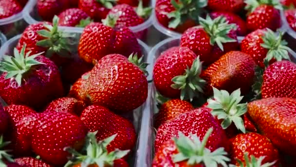 Μια άποψη των ικανοτήτων γεμάτη φράουλες - Πλάνα, βίντεο