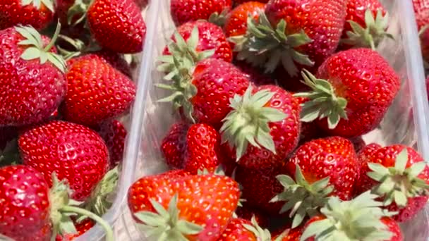 A view of capacities full of strawberries - Footage, Video