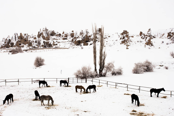 χειμώνα και άλογα στην Καππαδοκία - Φωτογραφία, εικόνα