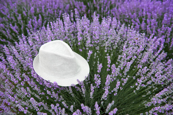 un cappello è sul cespuglio di fiori di lavanda, bellissimo paesaggio estivo con fiori di lavanda nel campo
 - Foto, immagini