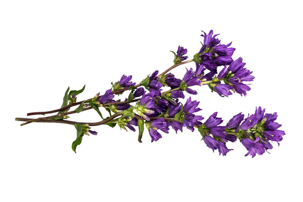 Campanula glomerata, known by the common names clustered bellflower or Dane's blood isolated on white background - Foto, Imagen