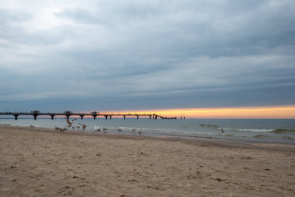 Schar von Seevögeln in der Abenddämmerung am Strand in midzyzdroje, Polen. Im Hintergrund sieht man eine lange Seebrücke und Sonnenuntergang unter wolkenverhangenem Himmel - Foto, Bild