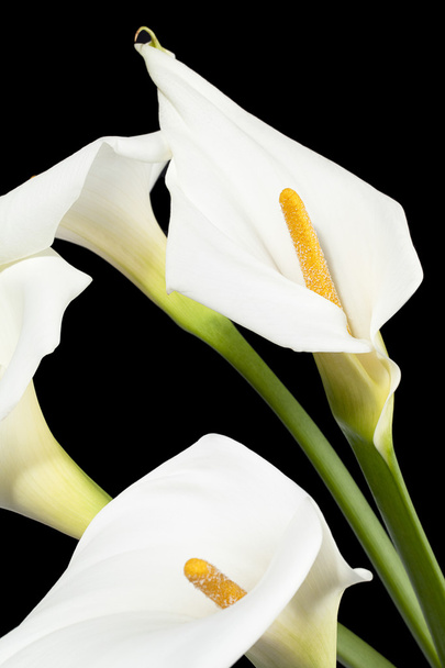 aethiopica calla lis
 - Photo, image