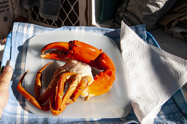 Ausztrál óriás sár rák (Scylla serrata). Is ismert, mint a Mangrove és fogazott rák. Frissen fogott és a főtt Crab kész a vacsora asztalra Queensland, Ausztrália. - Fotó, kép