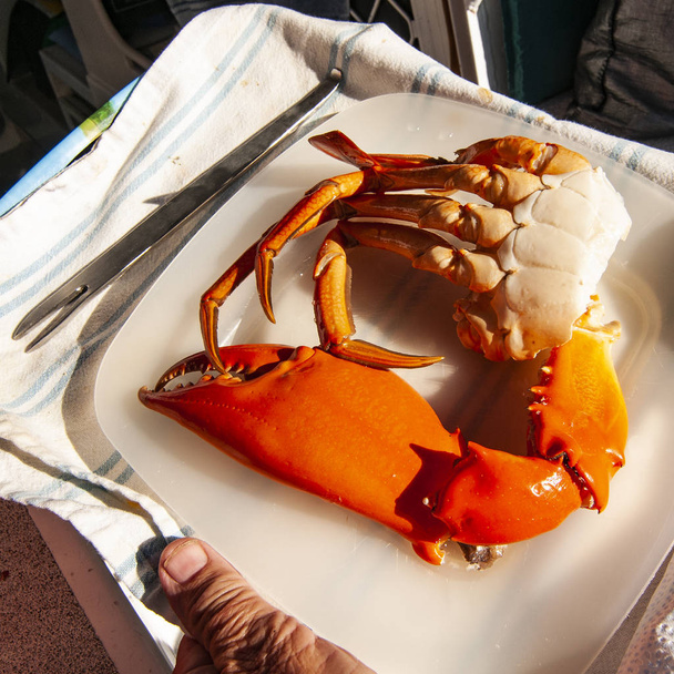 Crabe géant australien de la boue (Scylla serrata). Également connu sous le nom de mangrove et crabe dentelé. Crabe fraîchement pêché et cuit prêt pour le dîner Queensland, Australie
. - Photo, image