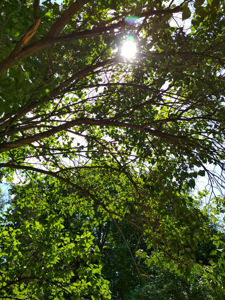 Zomer natuur groene boom gebladerte tak park buiten foto weergeven - Foto, afbeelding