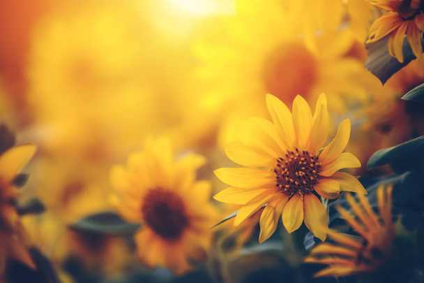 Blooming sunflowers in the summer field and light sunset and color warm. - Zdjęcie, obraz