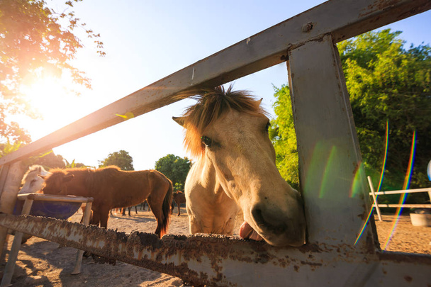 Are horse in cage between sun light and flare. - Φωτογραφία, εικόνα