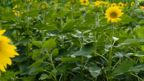 Sunflowers in the field. Yellow flowers. - Footage, Video