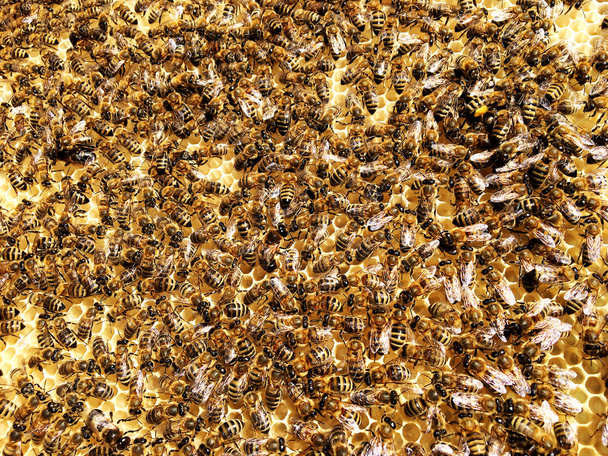 Sześciokąt tekstura, wosk plastra miodu z ula wypełnione złoty miód. O strukturze plastra miodu makrofotografii i składający się z wosku pszczelego, żółty słodkie miody z ula. Nektar miodu z plastrów pszczół - Zdjęcie, obraz