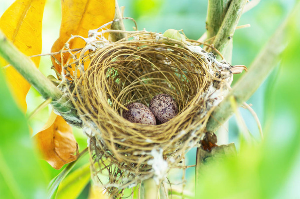 Vogelei auf Nest im Baum - Foto, Bild