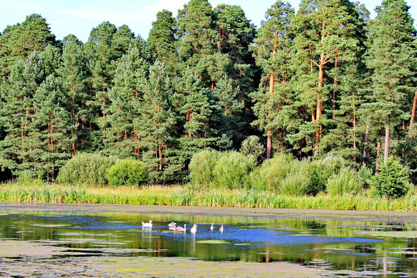 Patos flotando en medio de un estanque cubierto de nenúfares con pinos altos y densos que crecen en la orilla
. - Foto, Imagen