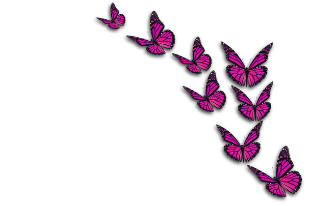 Красивая бабочка-монарх на белом фоне
. - Фото, изображение