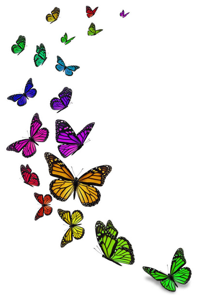 Beau papillon monarque isolé sur fond blanc
. - Photo, image