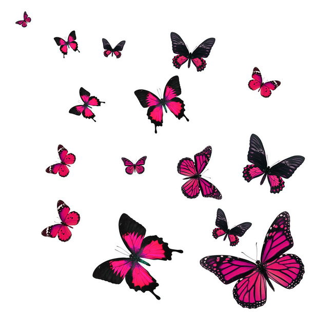 Beautiful pink butterfly flying isolated on white background. - Photo, Image