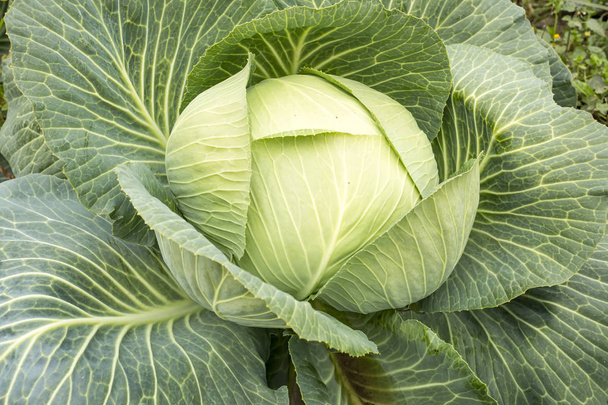 Organic natural agriculture; cabbage field - Photo, Image
