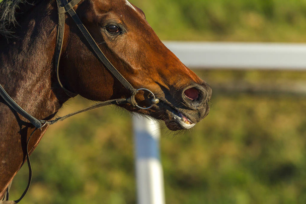 Wyścig zbliżenie koń uruchomionego akcji głowy nos oddech zdjęcie detal. - Zdjęcie, obraz