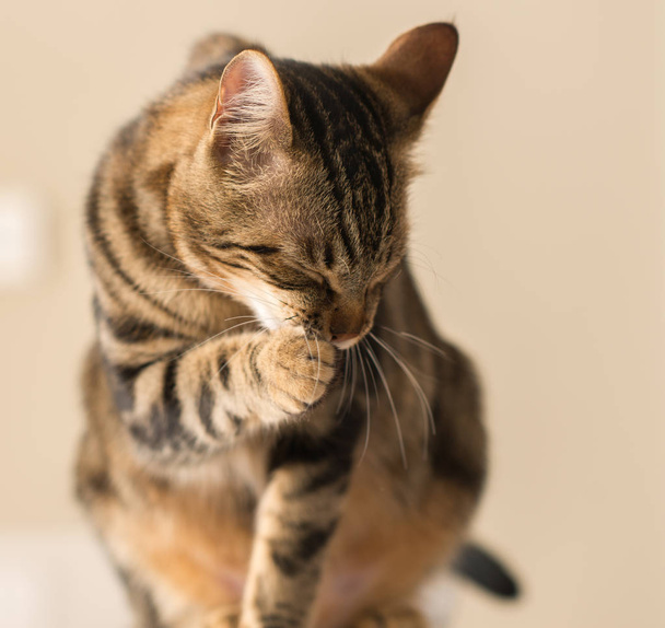 Hermoso gato felino lamiéndose en casa. Animales domésticos
 - Foto, imagen