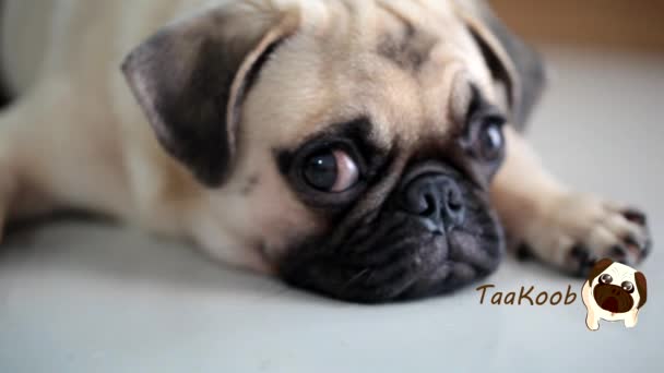 Close-up face of Cute pug puppy dog sleeping rest by chin and tongue sticking out lay down on tile floor  - Footage, Video