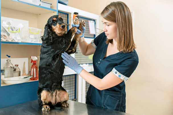 The medicine, pet care and people concept - dog and veterinarian doctor at vet clinic - Foto, Bild