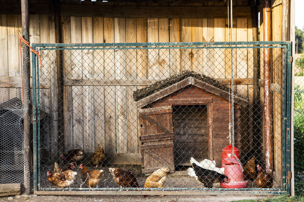 手作り鶏小屋の鶏の - 写真・画像
