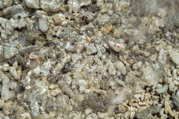 Σπασμένα κοράλλια υπό τα ρέοντας κύματα στην παραλία - Φωτογραφία, εικόνα