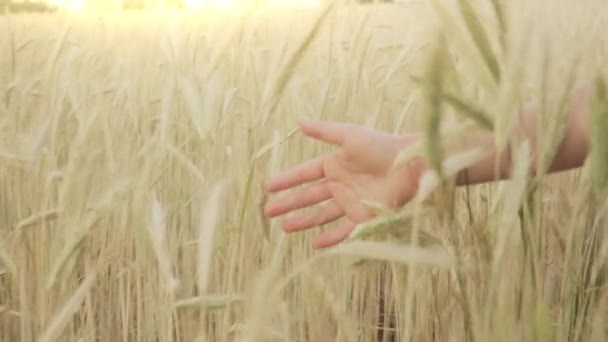 Dziewczyn ręka dotyka pszenicy - Materiał filmowy, wideo