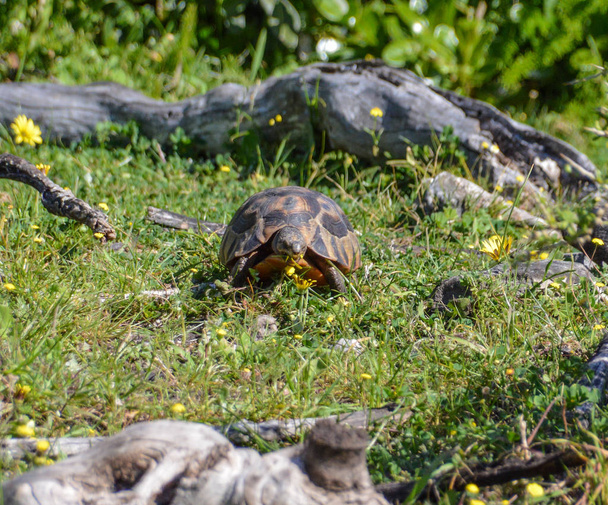 Angulate Tortoise comer margaridas amarelas, África do Sul
 - Foto, Imagem